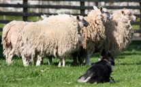 Click for large image