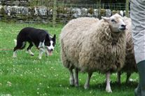 Click for large image