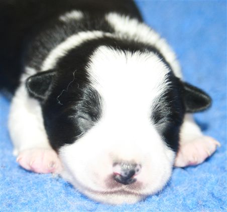 Click for large image