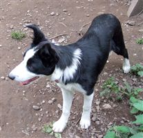 Click for large image