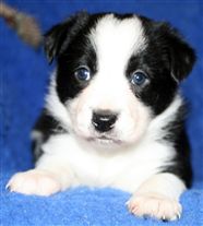 Click for large image