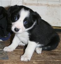 Click for large image