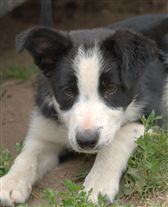 Click for large image