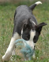 Click for large image