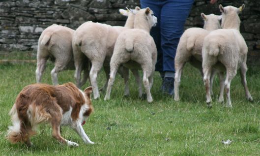 Click for large image