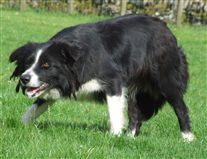 Click for large image