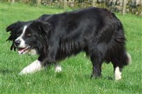 Click for large image