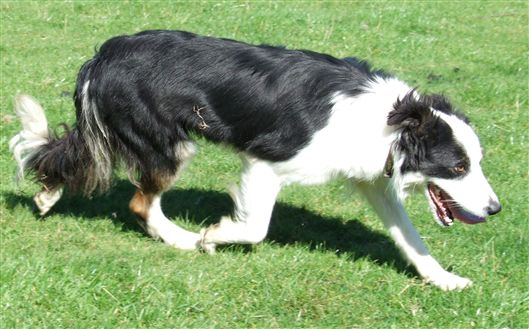 Click for large image