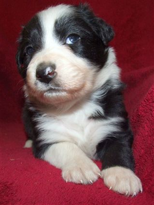 Click for large image