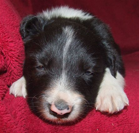 Click for large image