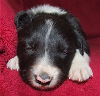 Click for large image