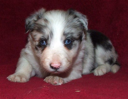 Click for large image