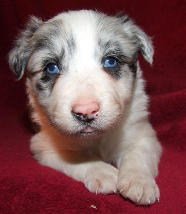 Click for large image