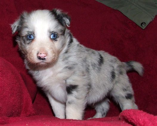 Click for large image