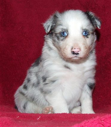 Click for large image