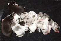 Click for large image