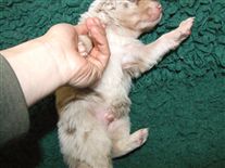 Click for large image