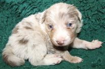 Click for large image