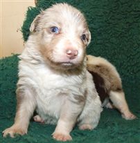 Click for large image