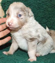 Click for large image