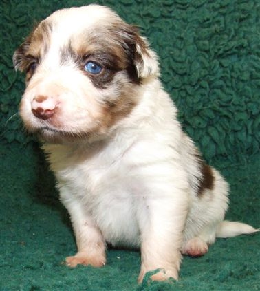 Click for large image