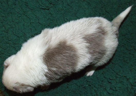 Click for large image