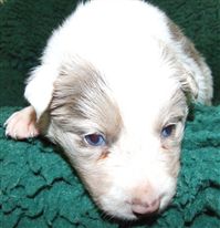 Click for large image