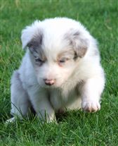 Click for large image