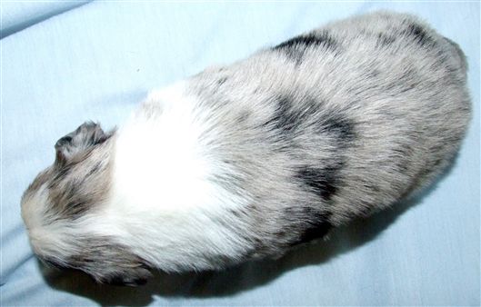 Click for large image