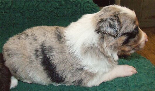 Click for large image