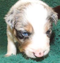 Click for large image