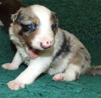 Click for large image