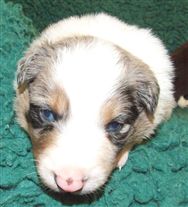 Click for large image