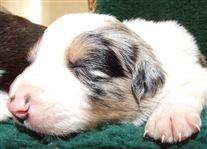 Click for large image