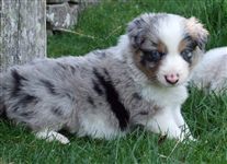 Click for large image