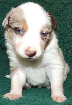 Click for large image