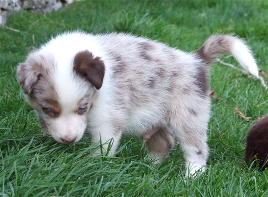 Click for large image