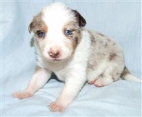 Click for large image