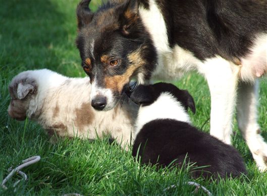 Click for large image