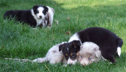 Click for large image