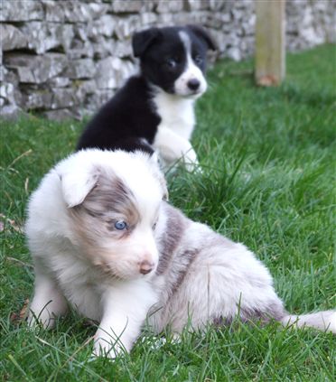 Click for large image