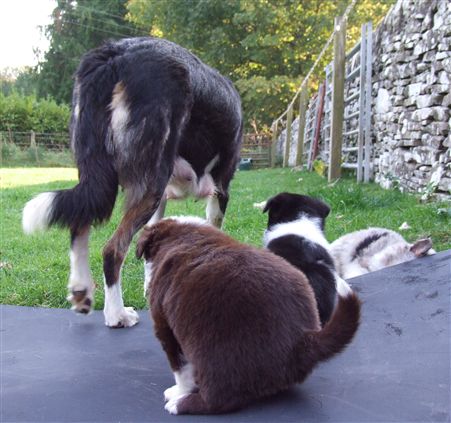 Click for large image