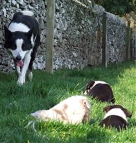 Click for large image