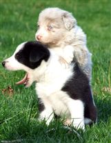 Click for large image