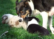 Click for large image