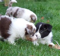 Click for large image