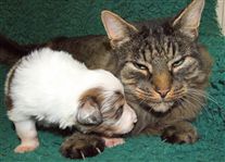 Click for large image