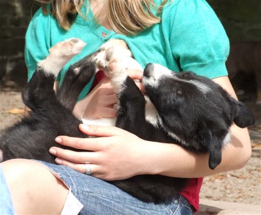 Click for large image