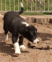 Click for large image