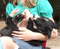 Click for large image